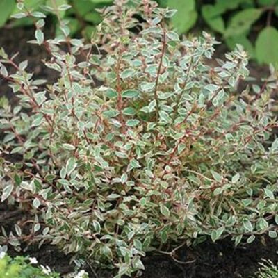 Silver Anniversary Abelia Garden Plant