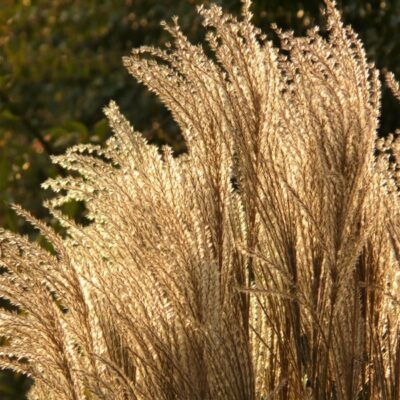 Silver Feather Maiden Grass Garden Plant