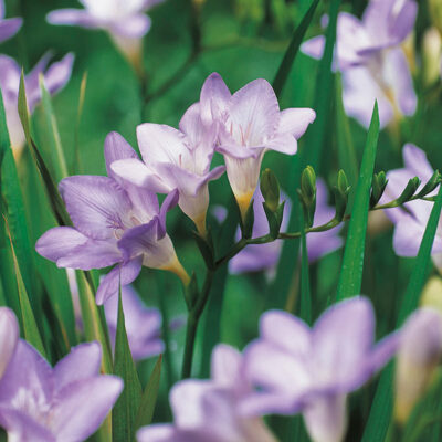 Single Blue Freesia Garden Plant