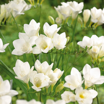 Single White Freesia Garden Plant