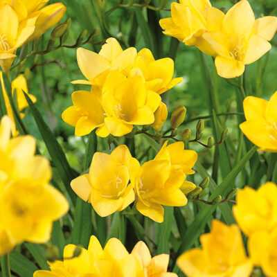 Single Yellow Freesia Garden Plant