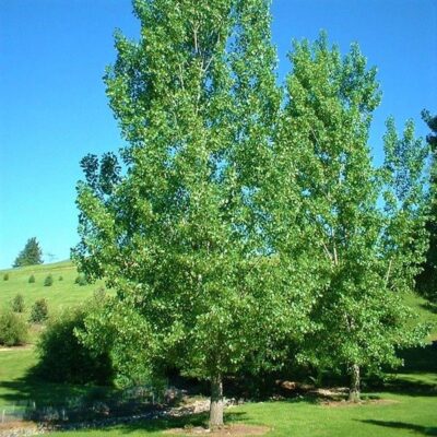 Siouxland Cottonwood Garden Plant