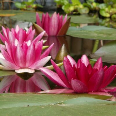 Sirius Water Lily Garden Plant