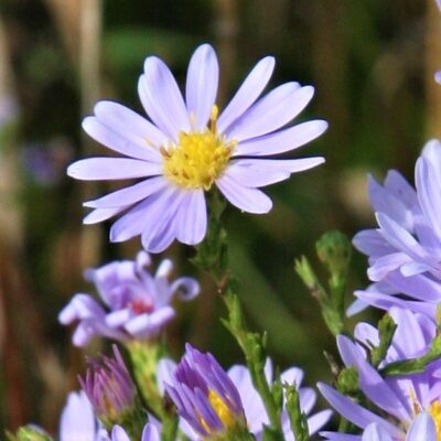 Sky Blue Aster Garden Plant