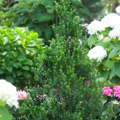 Sky Box Japanese Holly Garden Plant