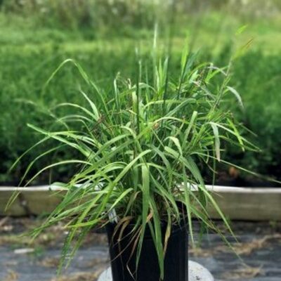 Skyracer Purple Moor Grass Garden Plant