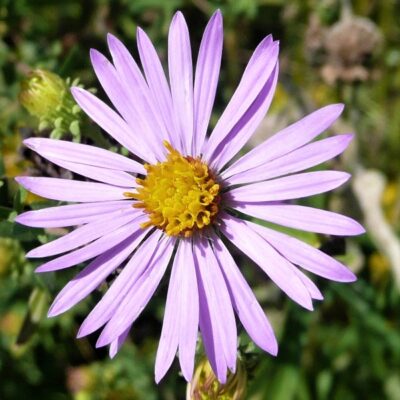 Smooth Aster Garden Plant