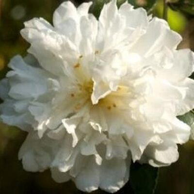 Snow On The Mountain Camellia Garden Plant