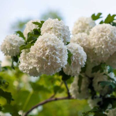 Snowball Viburnum Tree Form Garden Plant