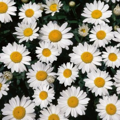 Snowcap Daisy Garden Plant