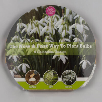 Snowdrop Easy Bloom Pad Garden Plant