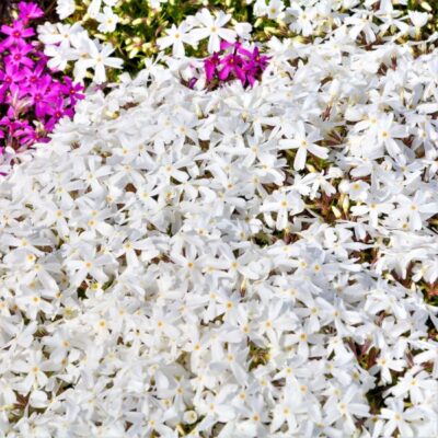 Snowflake Creeping Phlox Garden Plant