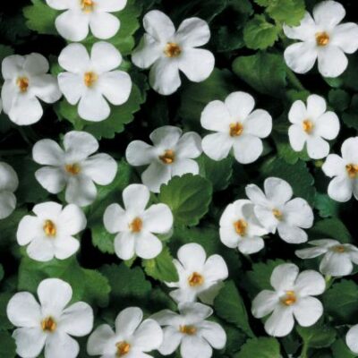 Snowstorm Giant Snowflake Bacopa Garden Plant