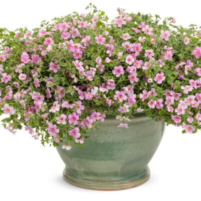 Snowstorm Pink Bacopa Garden Plant