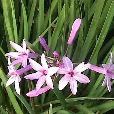 Society Garlic Garden Plant