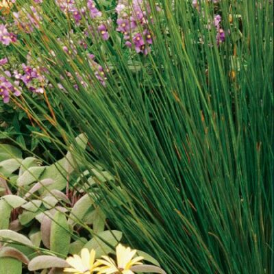Soft Rush Grass Garden Plant