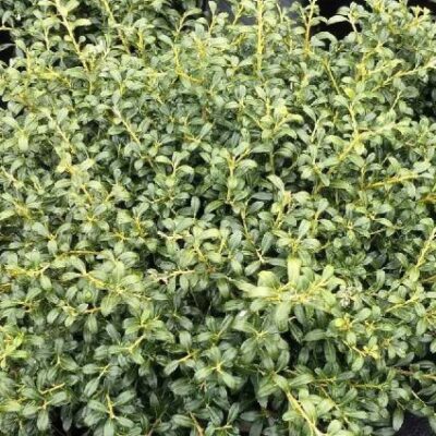 Soft Touch Japanese Holly Garden Plant