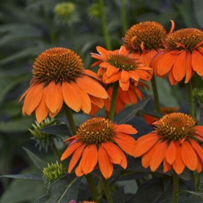 Sombrero Adobe Orange Coneflower Garden Plant