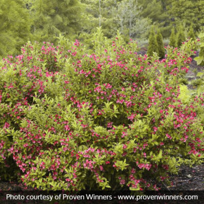 Sonic Bloom Ghost Weigela Garden Plant