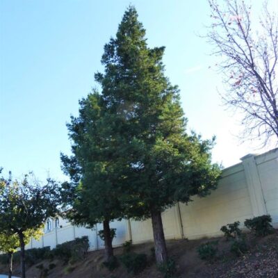 Soquel Coast Redwood Garden Plant