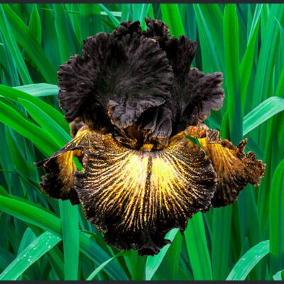 Sorbonne Tall Bearded Iris Garden Plant