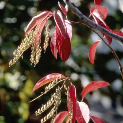 Sourwood Garden Plant