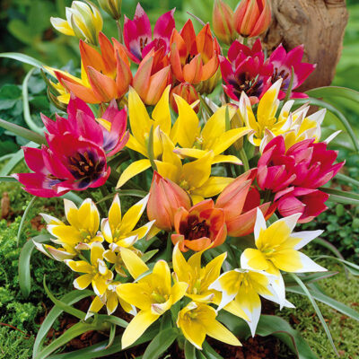 Species Tulip Mix Garden Plant