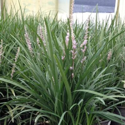 Spicata Liriope Garden Plant