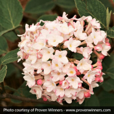 Spice Baby Koreanspice Viburnum Garden Plant