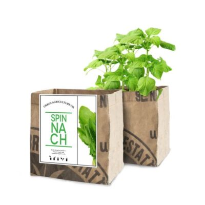 Spinach Grow Kit Garden Plant