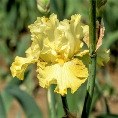 Spirit of Memphis Tall Bearded Iris Garden Plant