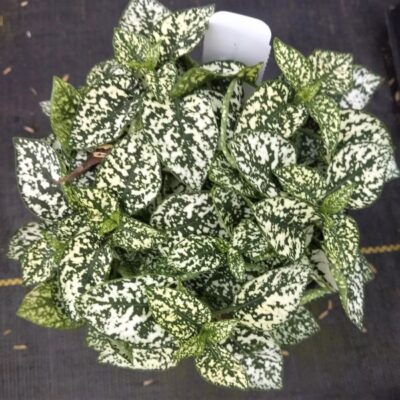 Splash Select White Polka Dot Plant Garden Plant