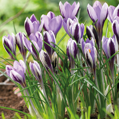 Spring Beauty Crocus Garden Plant