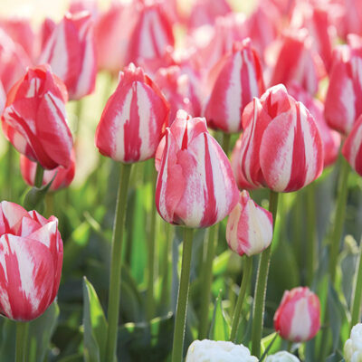 Spring Break Tulip Garden Plant