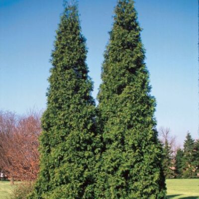 Spring Grove Arborvitae Garden Plant