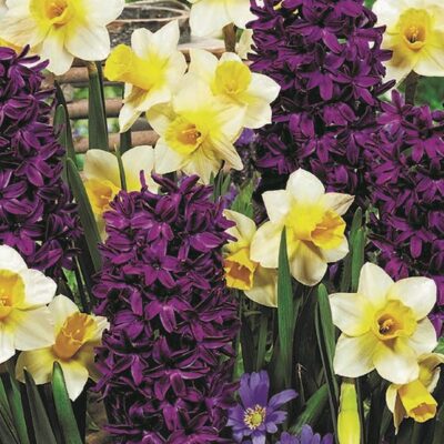 Spring Perfume Hyacinth/Daffodil Mix Garden Plant