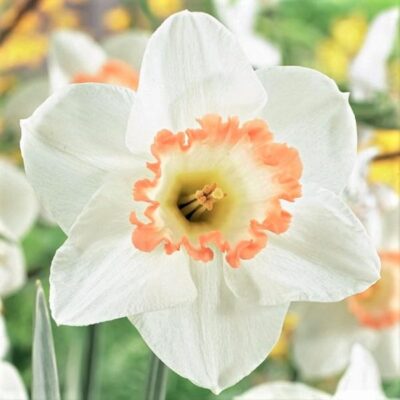 Spring Pride Daffodil Garden Plant