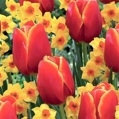 Spring Scents Tulip/Daffodil Blend Garden Plant