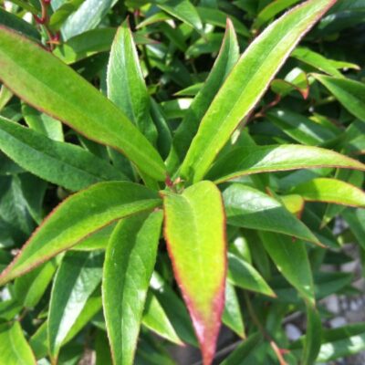 Squirt Compact Leucothoe Garden Plant