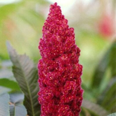 Staghorn Sumac Garden Plant