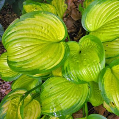 Stained Glass Hosta Garden Plant