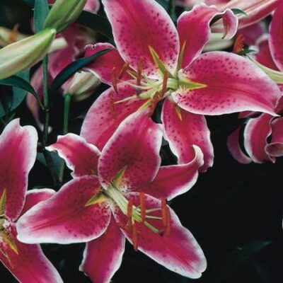 Stargazer Lily Garden Plant