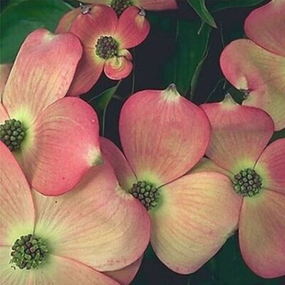 Stellar Pink Dogwood Garden Plant