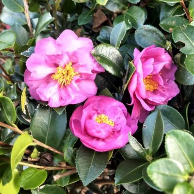 Stephanie Golden Camellia Garden Plant