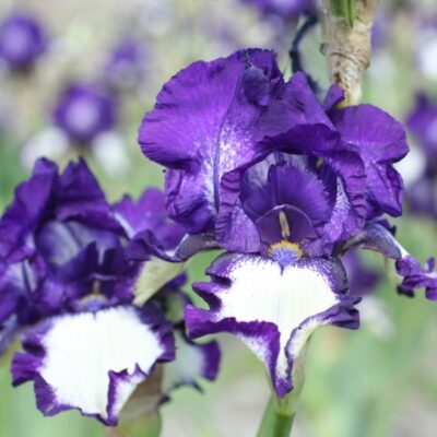 Stepping Out Tall Bearded Iris Garden Plant