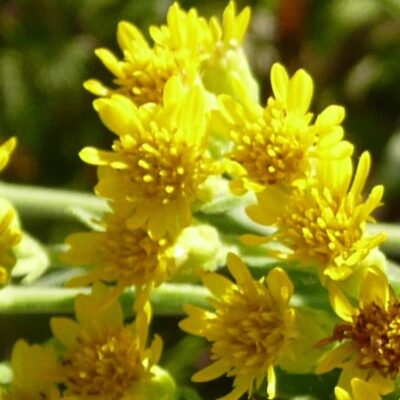 Stiff Goldenrod Garden Plant