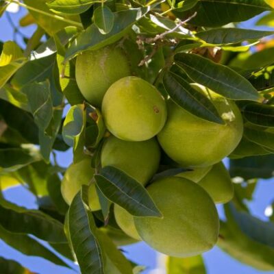 Suebelle Sapote Garden Plant