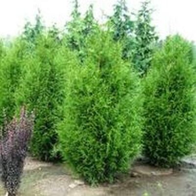 Sugar and Spice Arborvitae Garden Plant