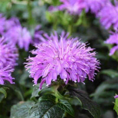 Sugar Buzz Blue Moon Bee Balm Garden Plant