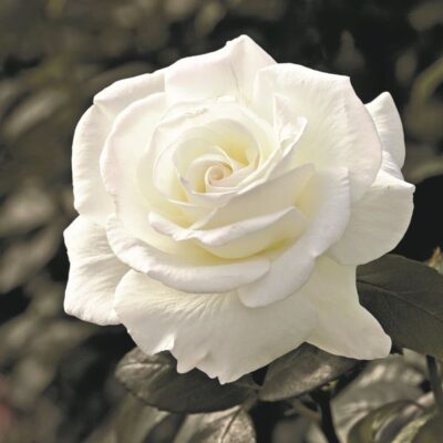 Sugar Moon Rose Garden Plant